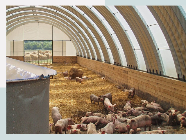 Строительство свинарников в Краснодаре